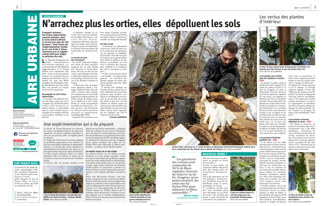 N’arrachez plus vos orties, elles dépolluent les sols