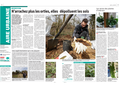N’arrachez plus vos orties, elles dépolluent les sols